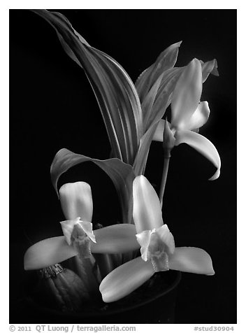 Lycaste ipala. A species orchid (black and white)
