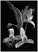 Lycaste ipala. A species orchid ( black and white)