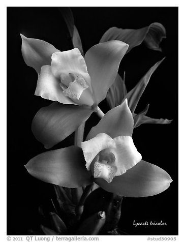 Lycaste tricolor plant. A species orchid (black and white)