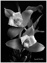 Lycaste tricolor plant. A species orchid ( black and white)
