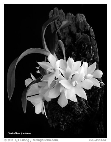 Maccraithea prasina. A species orchid (black and white)