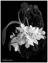Maccraithea prasina. A species orchid ( black and white)