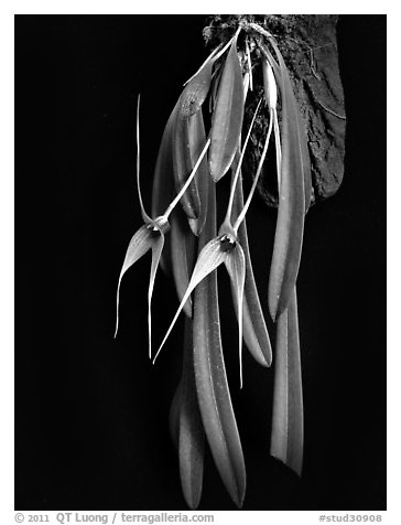Masdevallia caesae. A species orchid (black and white)