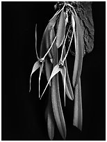 Masdevallia caesae. A species orchid ( black and white)
