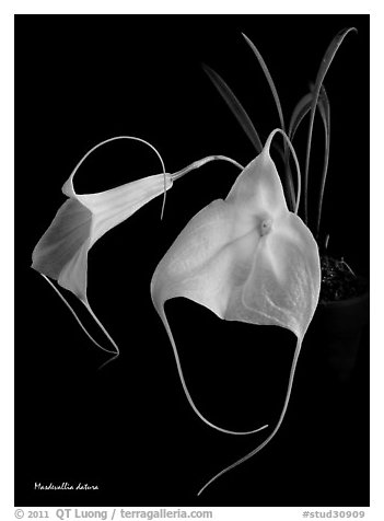Masdevallia datura. A species orchid (black and white)