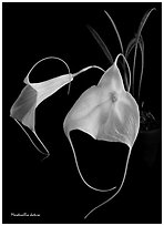 Masdevallia datura. A species orchid ( black and white)