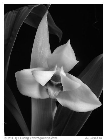 Maxillaria grandiflora. A species orchid (black and white)