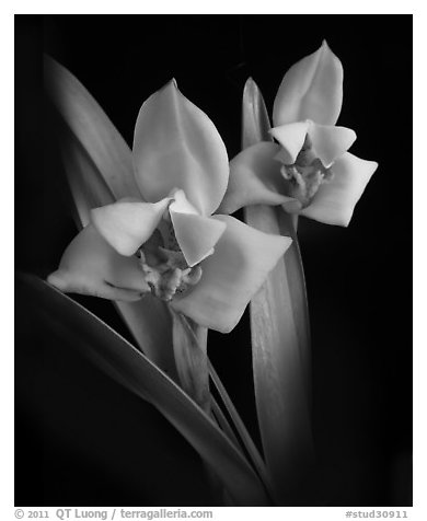 Maxillaria lehmannii. A species orchid (black and white)