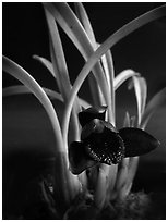 Maxillaria schunkeana. A species orchid ( black and white)