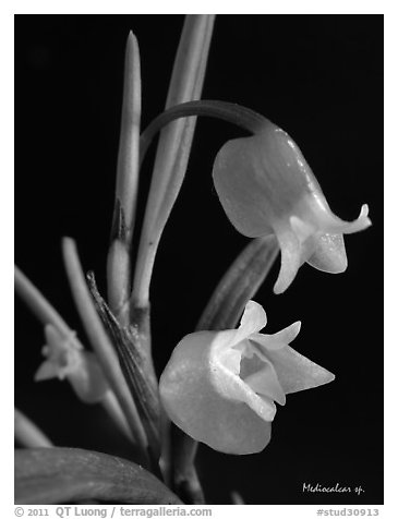 Mediocalcar sp. New Guinea. A species orchid (black and white)