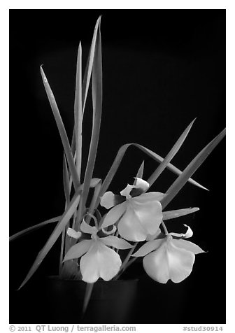Miltoniopsis roezellii. A species orchid