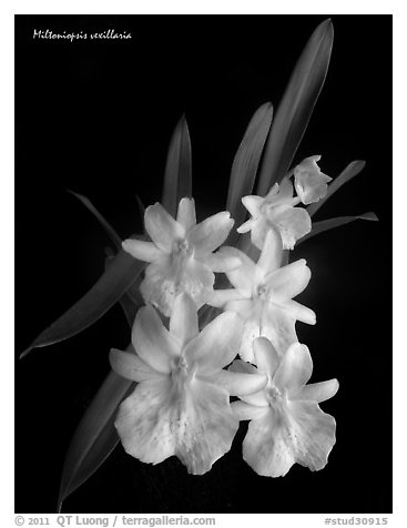Miltoniopsis vexillaria. A species orchid (black and white)