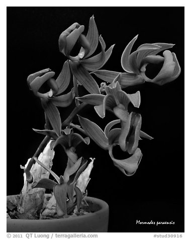 Mormodes paraensis. A species orchid (black and white)