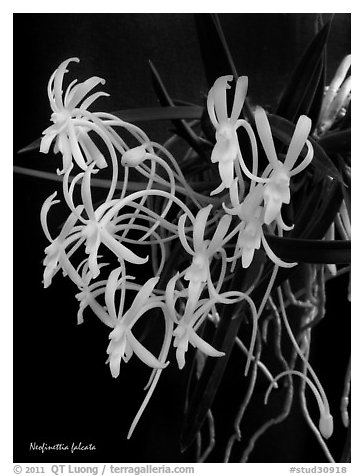 Neofinettia falcata. A species orchid (black and white)