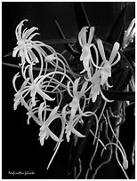 Neofinettia falcata. A species orchid ( black and white)
