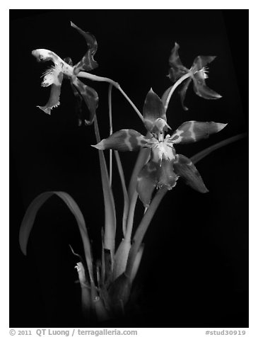 Odontoglossum armatum. A species orchid (black and white)