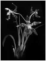 Odontoglossum armatum. A species orchid ( black and white)