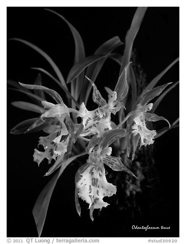 Odontoglossum tenue. A species orchid (black and white)