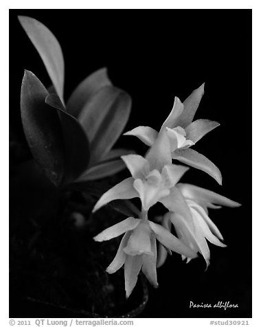 Panisea albiflora. A species orchid (black and white)