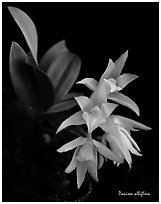 Panisea albiflora. A species orchid (black and white)