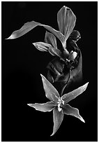Paphinia cristata. A species orchid (black and white)