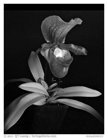 Paphiopedilum charlesworthii. A species orchid (black and white)