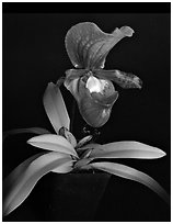 Paphiopedilum charlesworthii. A species orchid ( black and white)