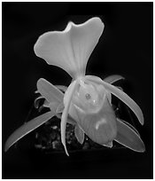 Paphiopedilum helenae. A species orchid ( black and white)