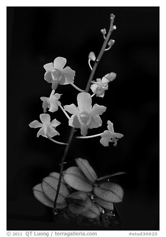 Phalaenopsis pulcherrima. A species orchid