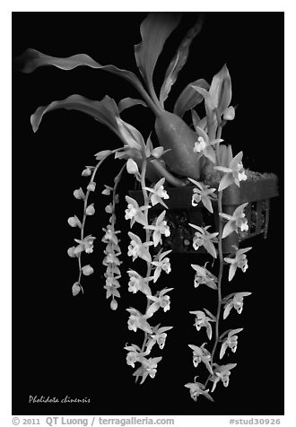 Pholidota chinensis. A species orchid (black and white)
