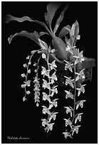 Pholidota chinensis. A species orchid ( black and white)