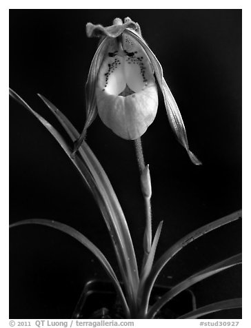Phragmipedilum klothschianum. A species orchid (black and white)