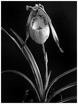 Phragmipedilum klothschianum. A species orchid (black and white)