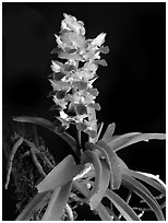 Phynchostylis coelestis. A species orchid ( black and white)