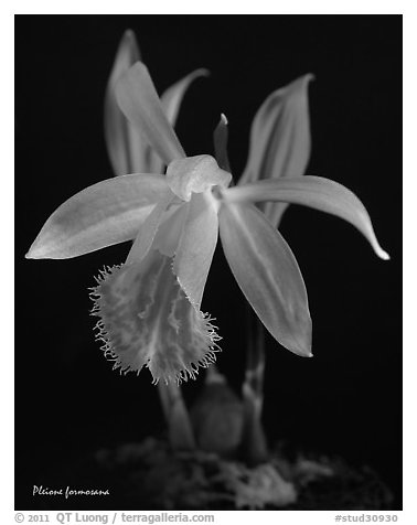 Pleione formosana1. A species orchid (black and white)