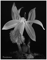 Pleione formosana1. A species orchid ( black and white)