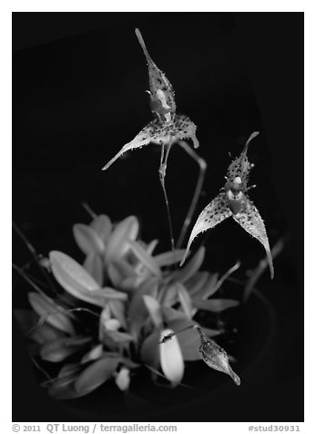 Pleurothallis alata. A species orchid (black and white)