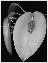 Pleurothallis hamosa. A species orchid (black and white)