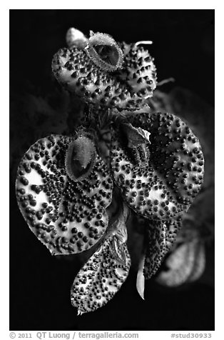 Pleurothallis melanopoda. A species orchid