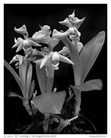 Polystachya zambesiana. A species orchid (black and white)