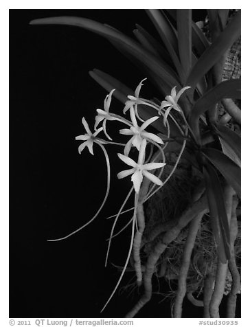 Rangaeris amaniensis. A species orchid (black and white)