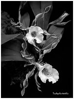Trichopilia tortilis plant. A species orchid ( black and white)