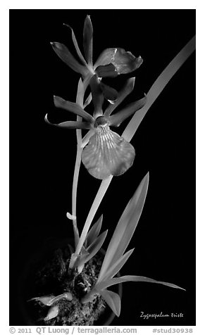 Zygosepalum triste. A species orchid (black and white)