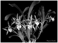 Aspacia lunata. A species orchid ( black and white)