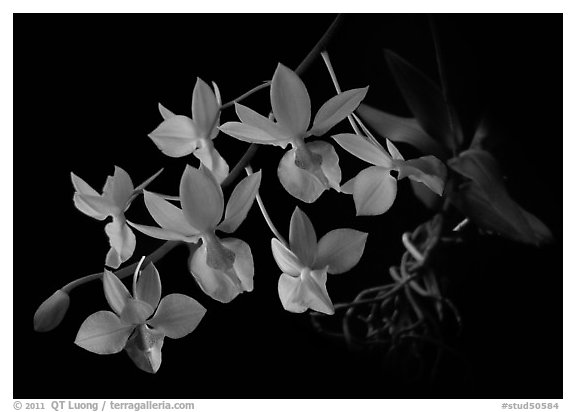 Barkeria melanocaulon. A species orchid (black and white)