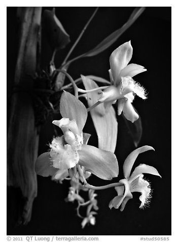 Bifrenaria racemosa. A species orchid (black and white)