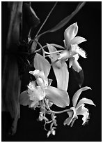 Bifrenaria racemosa. A species orchid ( black and white)
