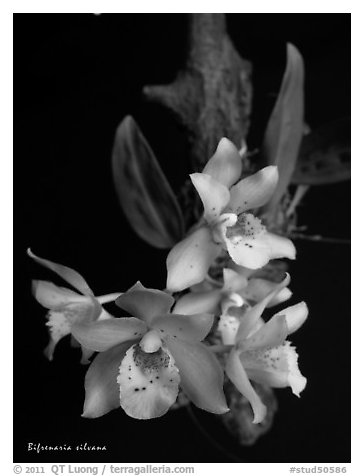 Bifrenaria silvana. A species orchid (black and white)