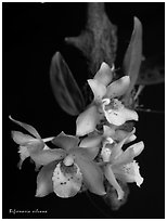 Bifrenaria silvana. A species orchid ( black and white)