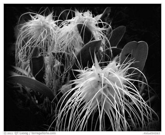 Bulbophyllum medusa. A species orchid (black and white)